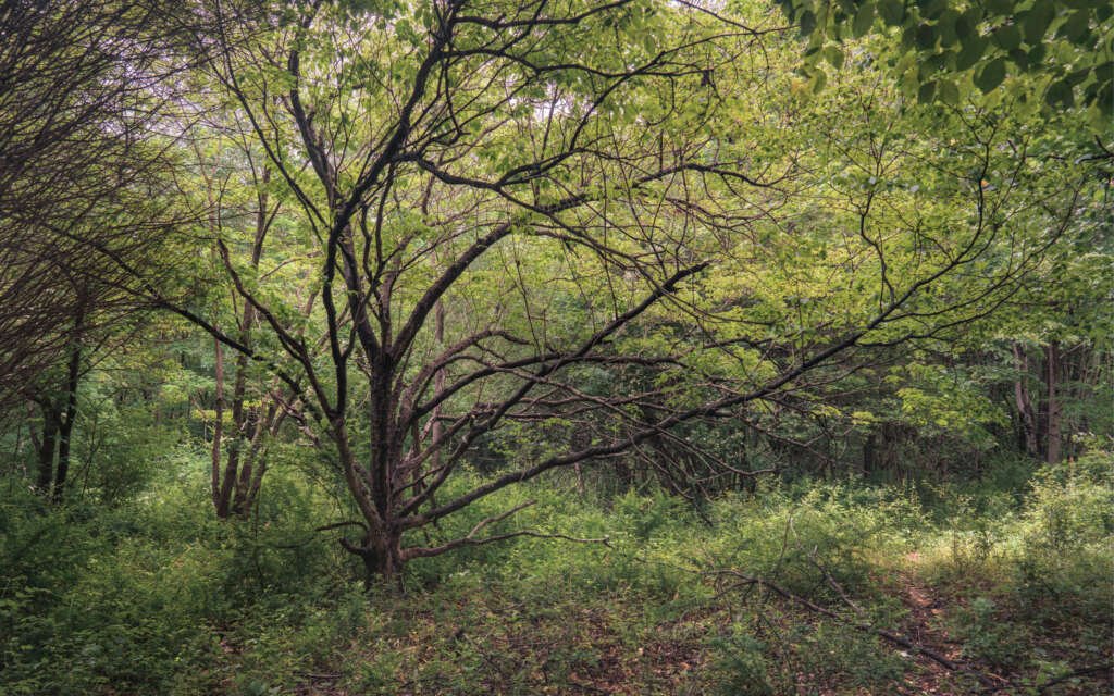 damp thicket