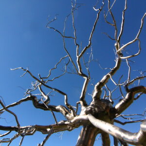 A stainless steel sculpture depicting a neuron, with branches similar to those of a tree. Blue sky fills the background, and bright sunlight glints off the metal.